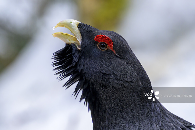 侧面视图的黑 grouse（Tetrao urogallus），带有红色眼斑和独特的喙，圈养于德国巴伐利亚，欧洲图片素材