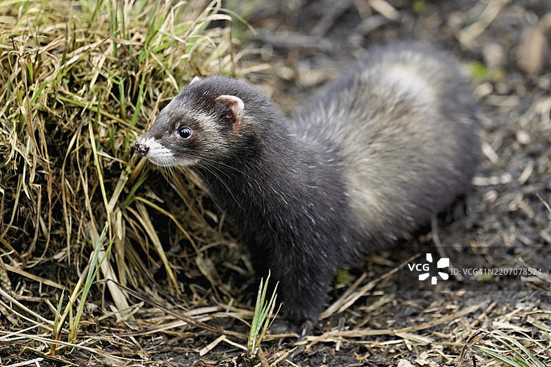 欧洲鼬（Mustela putorius）或林鼬，站在地面上，圈养，瑞士，欧洲图片素材