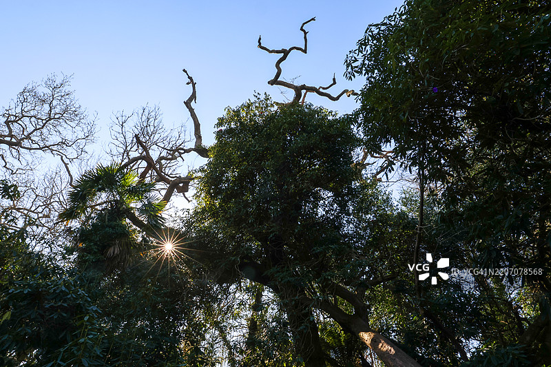 阳光透过树叶洒下图片素材