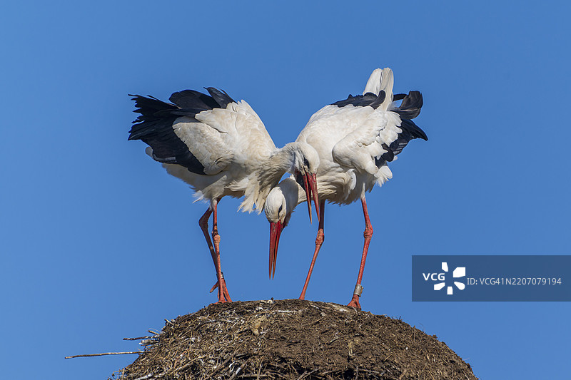 两只白鹳（Ciconia ciconia）紧靠在一起，栖息在巢中，野生动物，德国，欧洲图片素材