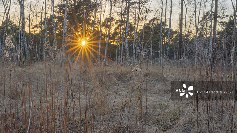 逆光下的干枯草丛，阳光透射，德国下萨克森州纽斯塔特·阿姆·吕本贝尔格图片素材