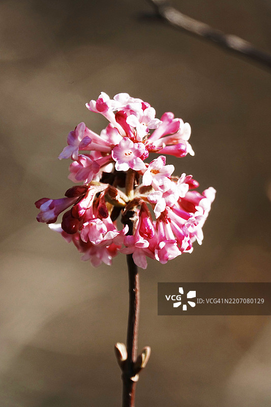 冬季雪球的花朵，三月，德国，欧洲图片素材