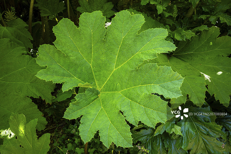 猛犸象叶（Gunnera）的叶子。英国，康沃尔，彭赞斯。图片素材