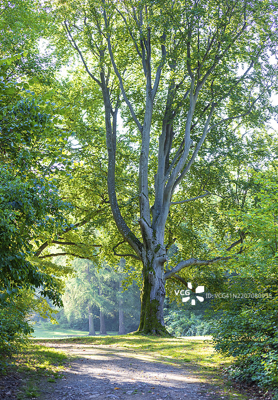 德国萨克森州茨维考的普拉尼茨城堡公园中的古树和视觉轴线图片素材