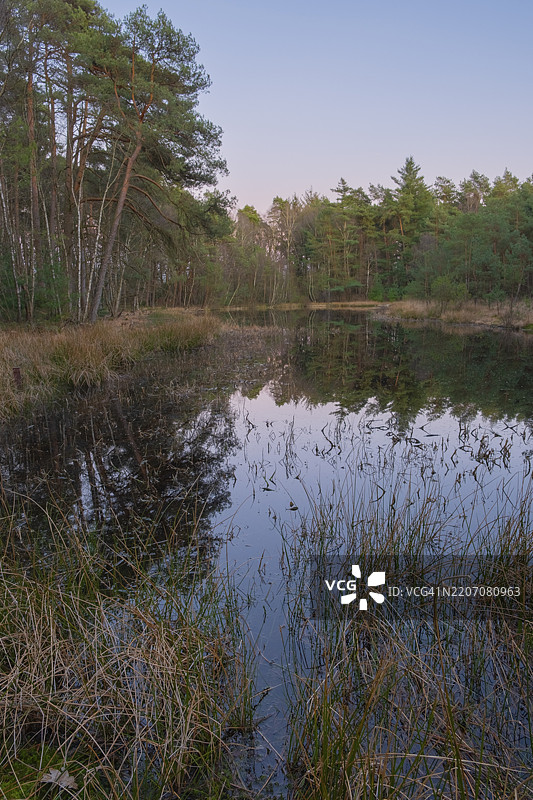 德国下萨克森州奥尔登堡市艾尔霍恩的维尔德沙乌泽森林原始森林中的小池塘景观图片素材