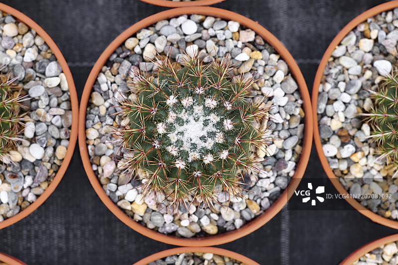 小型“玫瑰色诺托仙人掌”在花盆中与石头的俯视图图片素材