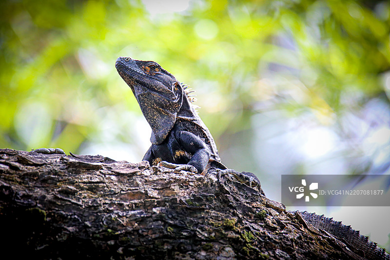 黑色刺尾蜥蜴在哥斯达黎加的树干上休息图片素材