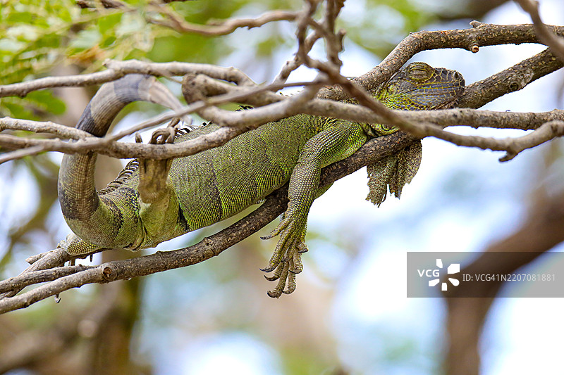 绿色鬣蜥在自然栖息地的树枝上休息图片素材