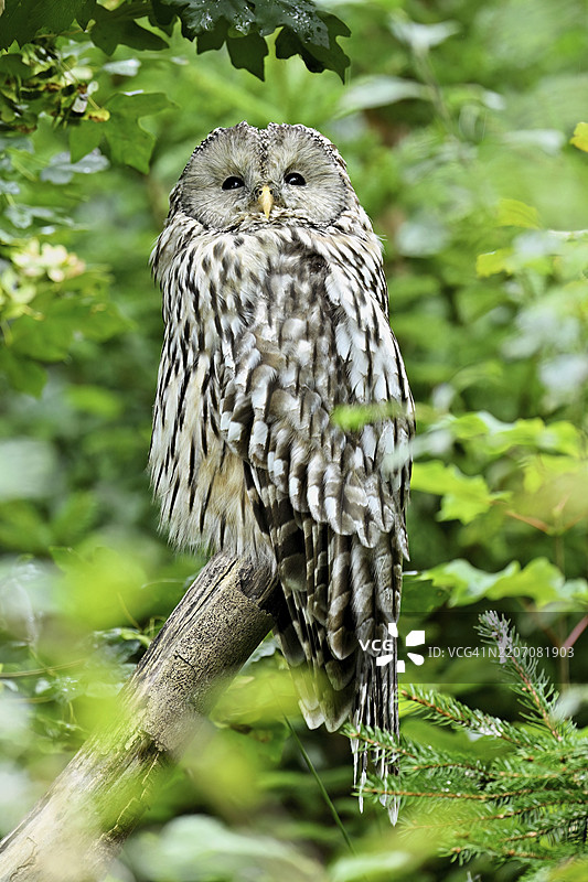 乌拉尔猫头鹰（Strix uralensis），圈养，瑞士，欧洲图片素材