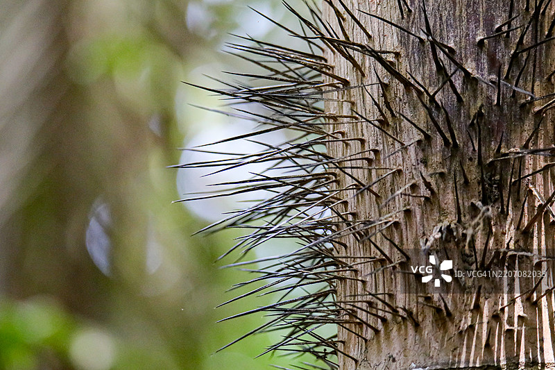 哥斯达黎加刺棕榈树干的特写图片素材