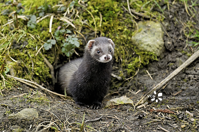 欧洲鼬（Mustela putorius），也称为雪貂，正从它的洞穴里探出头，圈养于瑞士，欧洲图片素材