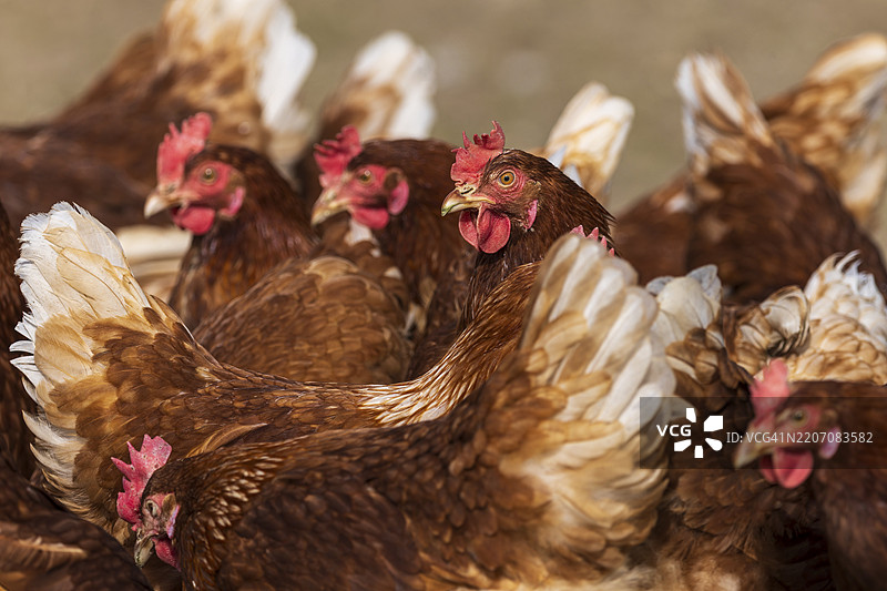 一群活泼的鸡，展开宽大的翅膀，紧密地站在一起，家禽，莱茵兰-普法尔茨，德国，欧洲图片素材