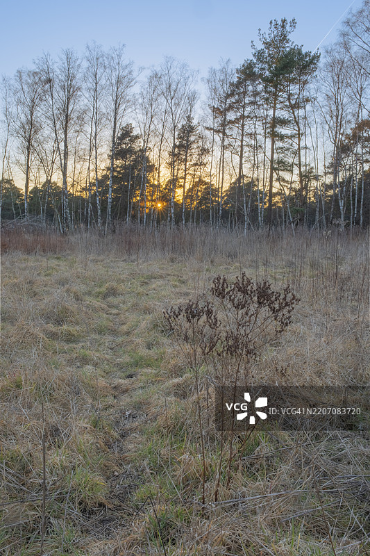 逆光下的干枯草丛，阳光透射，德国下萨克森州纽斯塔特·阿姆·吕本贝尔格图片素材