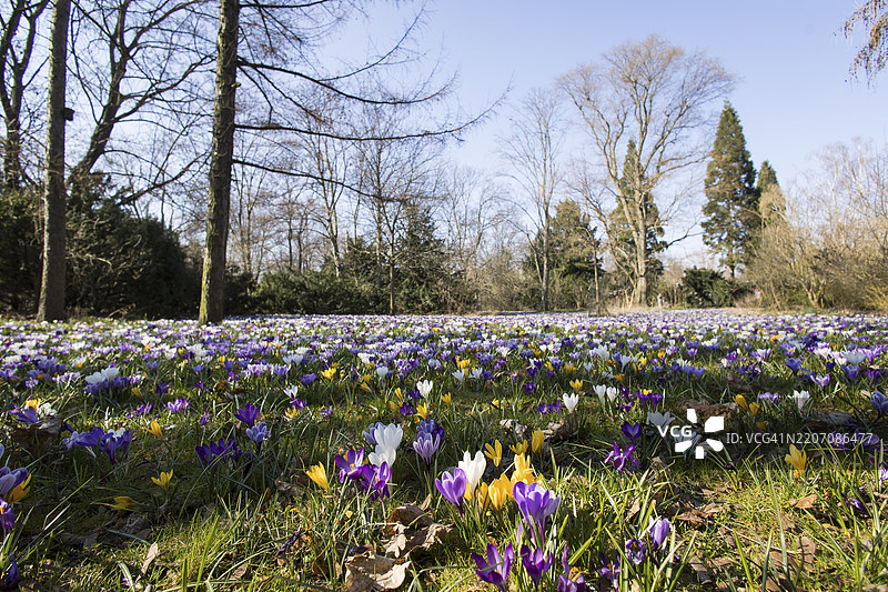 春天，番红花和樱花，柏林，2025年3月22日图片素材