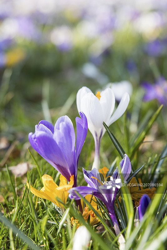春天，番红花和樱花，柏林，2025年3月22日图片素材