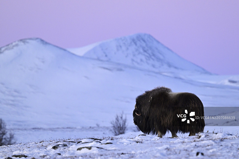 在挪威的多夫雷费尔-松达尔斯菲耶拉国家公园，雪中的麝牛（Ovibos moschatus）在日出时分。图片素材
