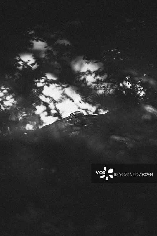 一只动物在岩石上，周围环绕着明暗交错的阴影，斯里兰卡雅拉国家公园，亚洲图片素材