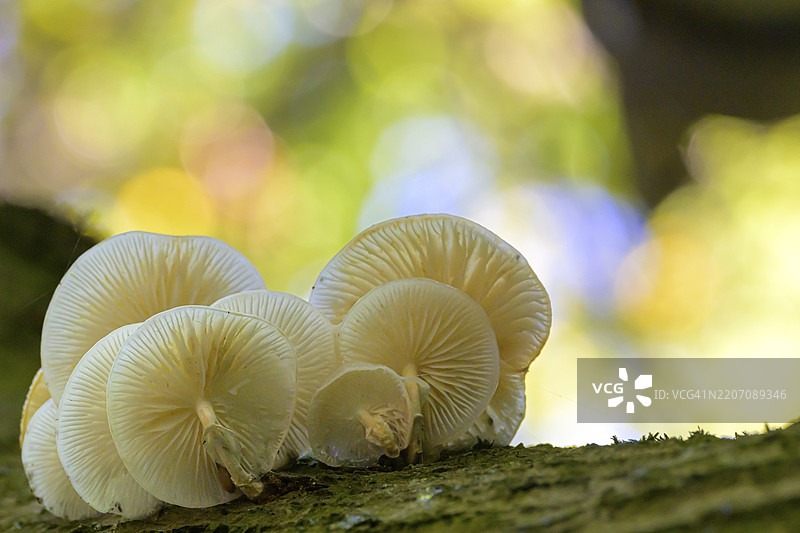 靠在树干上的白桦黏菌（Oudemansiella mucida），周围是模糊的森林景色，德国黑森州，欧洲图片素材