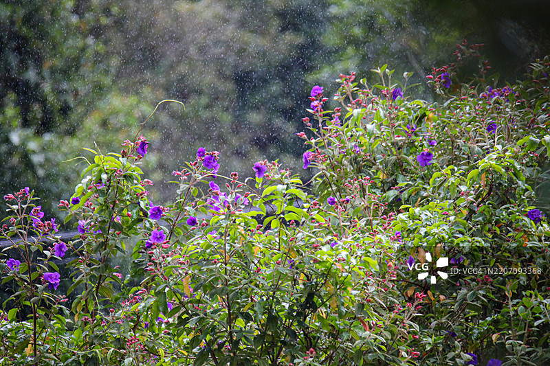 雨中的乌尔维尔蒂布奇纳，郁郁葱葱的热带花园场景图片素材