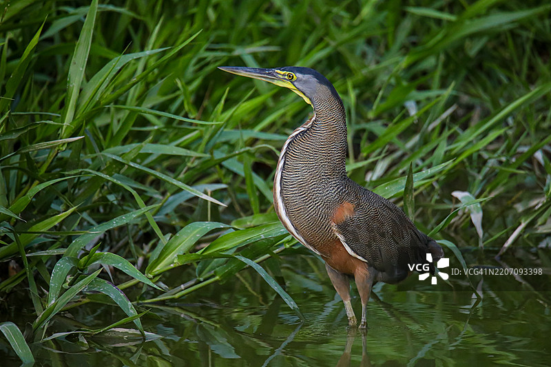成年裸喉虎鹭站在湿地，哥斯达黎加图片素材