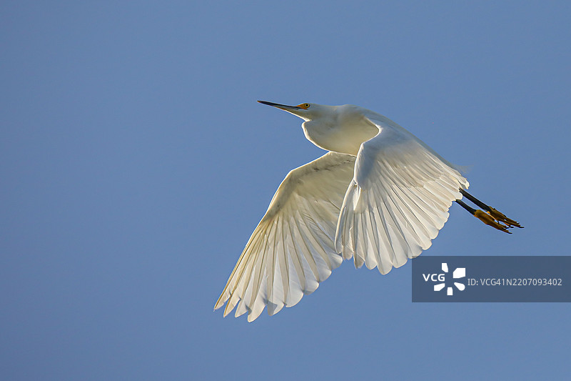 在蓝天背景下飞翔的雪白苍鹭，哥斯达黎加图片素材