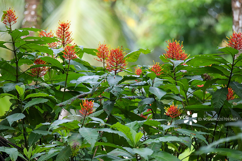 Isertia haenkeana 花图片素材