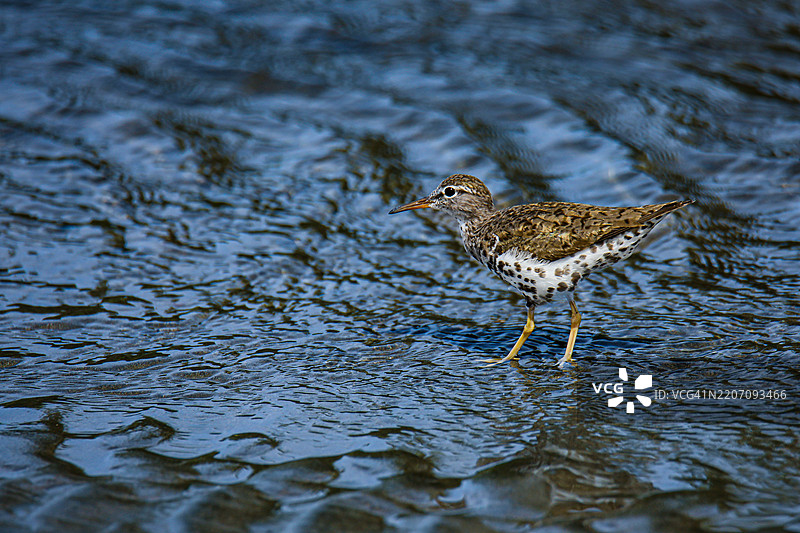 斑点滨鹬图片素材