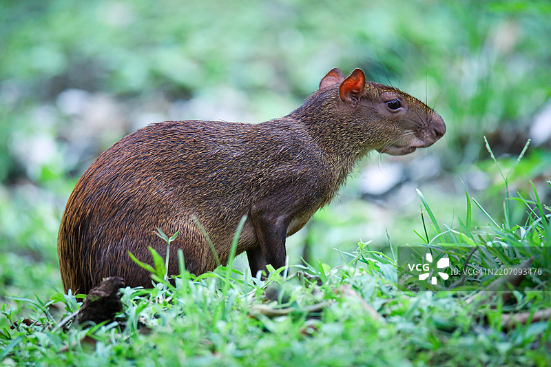 中美洲阿古提在哥斯达黎加雨林中警觉地站立图片素材