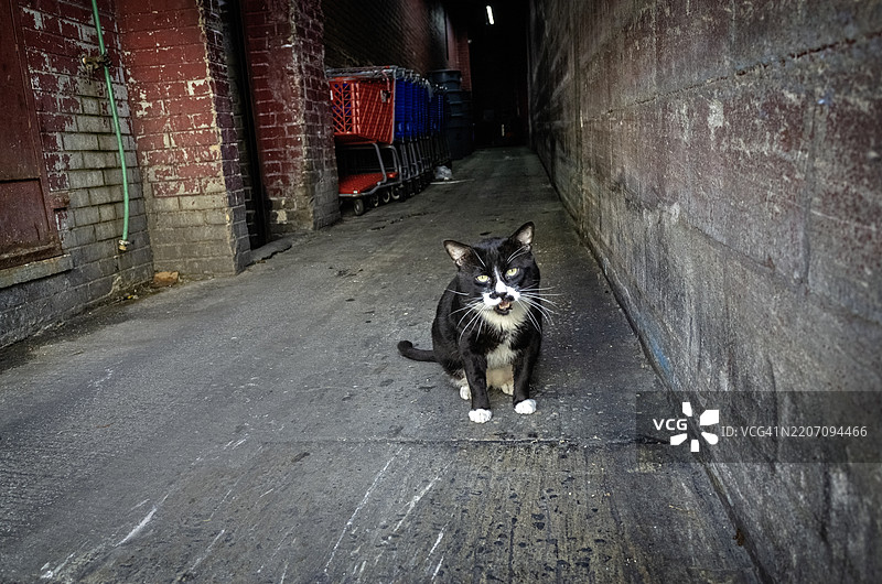 华盛顿高地的一只流浪猫图片素材