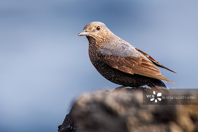 美丽的蓝岩鹨(Monticola solitarius,贝维克的知更鸟科)拍打着翅膀飞出。日出时分的底古港和底古海滩。八丈岛,伊豆群岛,东京 - 2025年3月2日。图片素材