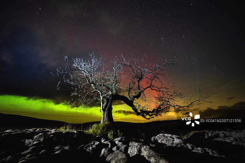 极光与孤独的树图片素材