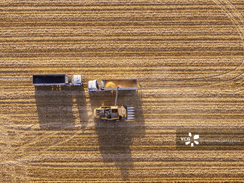 青贮玉米收割图片素材