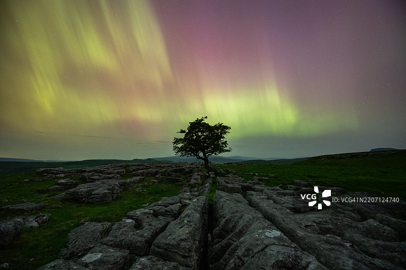 孤树背后的北极光图片素材