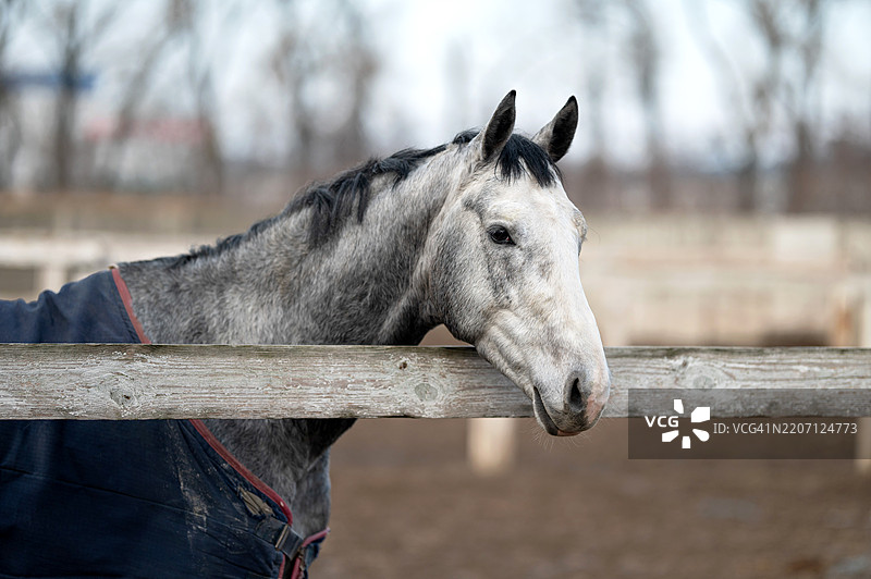 灰色马在围场中休息，头靠在木栅栏上。黑色鬃毛，斑驳的毛皮，穿着深蓝色的毯子。背景有树木和栅栏。乡村农场环境，马术主题，宁静的乡村风光。图片素材