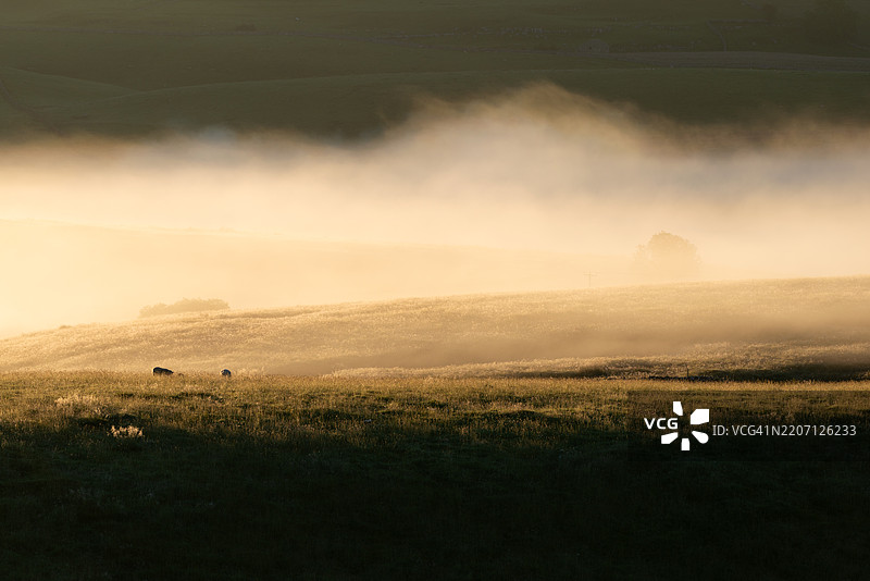 羊群在晨曦中雾气弥漫的草地上吃草图片素材