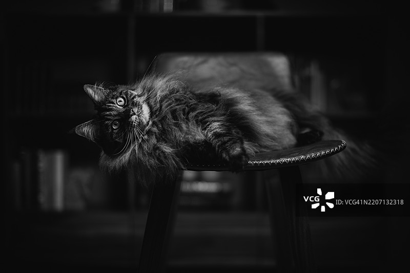 启动猫咪游戏图片素材