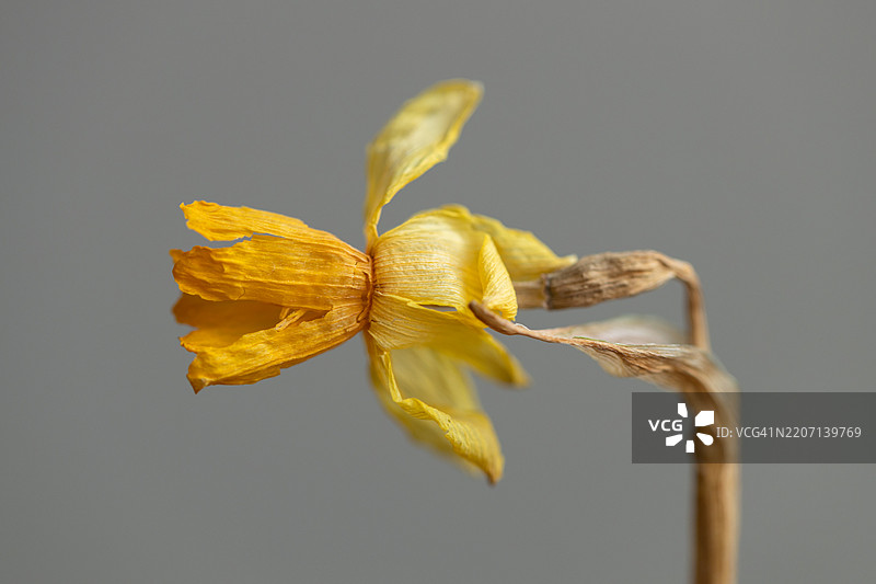 干燥的水仙花与灰色背景。图片素材