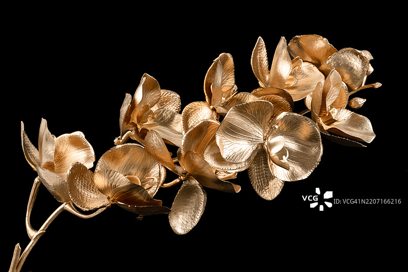 黑色背景上的金色蝴蝶兰。图片素材