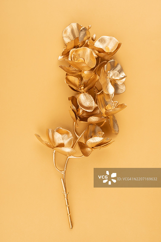 优雅的金色蝴蝶兰在米色背景上。图片素材