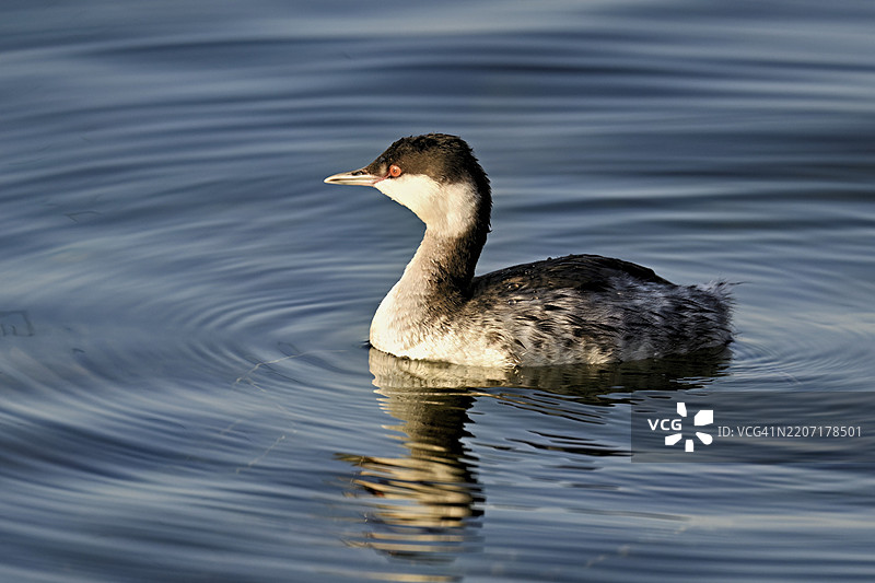 斯拉夫鸊鷉（Podiceps auritus），成年，白色羽毛，冬季羽毛，在瑞士楚格湖游泳，欧洲图片素材