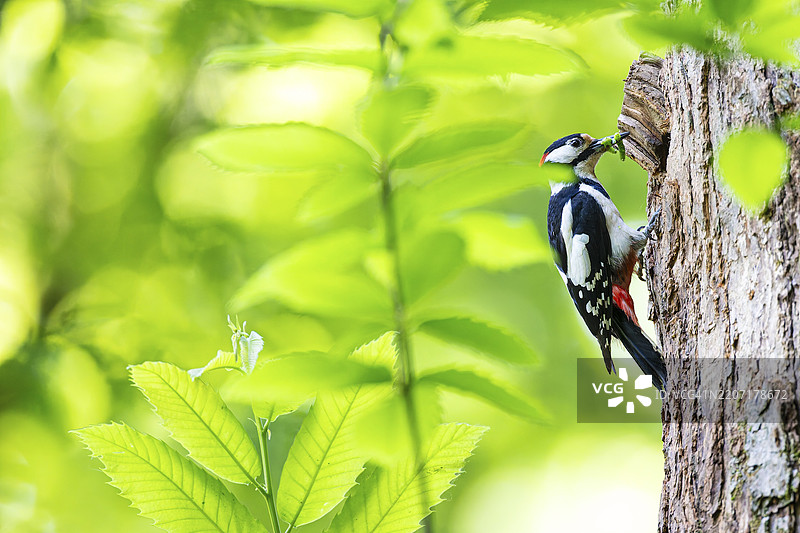 大斑啄木鸟（Dendrocopos major），雄性嘴里叼着绿色毛虫，正在繁殖洞口等待，德国黑森州巴德洪堡。图片素材