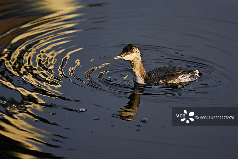 斯拉夫潜鸟（Podiceps auritus），成年，白色羽毛，冬季羽毛，游泳于瑞士楚格湖，欧洲图片素材