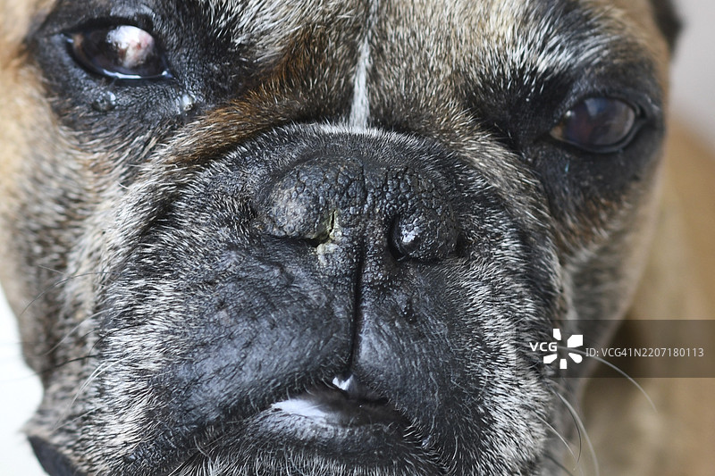 法国斗牛犬鼻子的特写，伴有神经源性干眼（医学术语神经源性角结膜干燥症）和同侧受影响眼睛的干燥及结痂的鼻孔（干鼻症）。图片素材