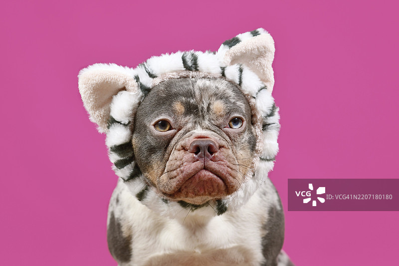 穿着猫咪服装头带的梅尔法式斗牛犬，背景为粉色图片素材