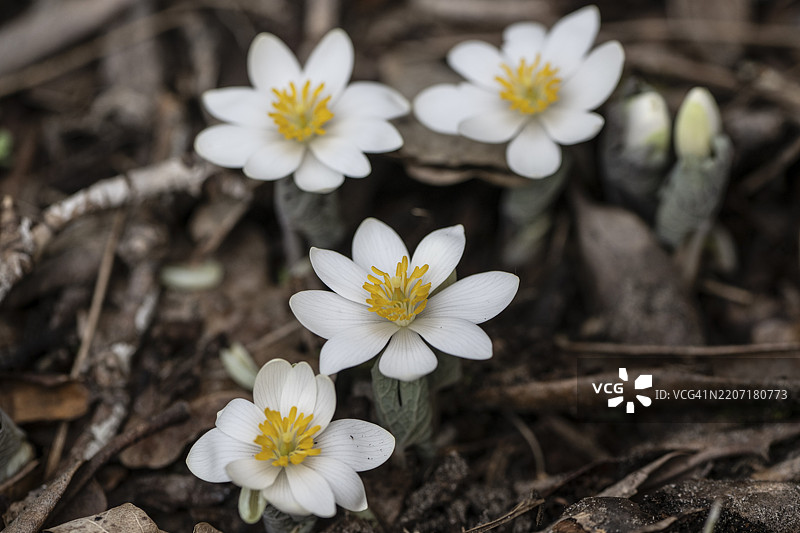 加拿大血根（Sanguinaria canadensis），德国下萨克森州，埃姆斯兰，欧洲图片素材