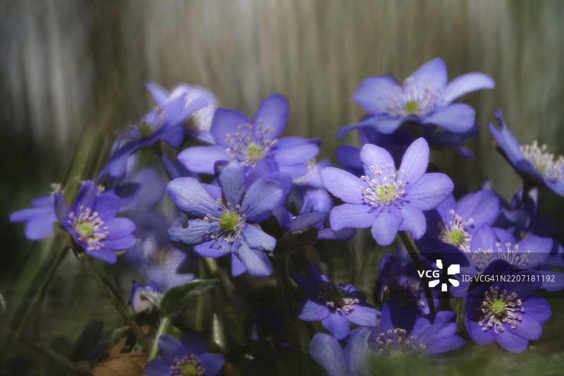 肝wort，三月，萨克森，德国，欧洲图片素材