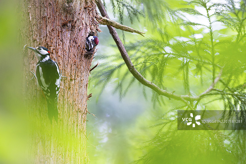 大斑啄木鸟(Dendrocopos major),几乎要离巢的幼鸟在巢穴中乞求食物,雄性成鸟坐在树干旁边,德国黑森州巴德洪堡。图片素材