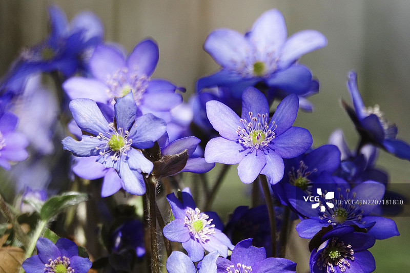 肝wort，三月，萨克森，德国，欧洲图片素材