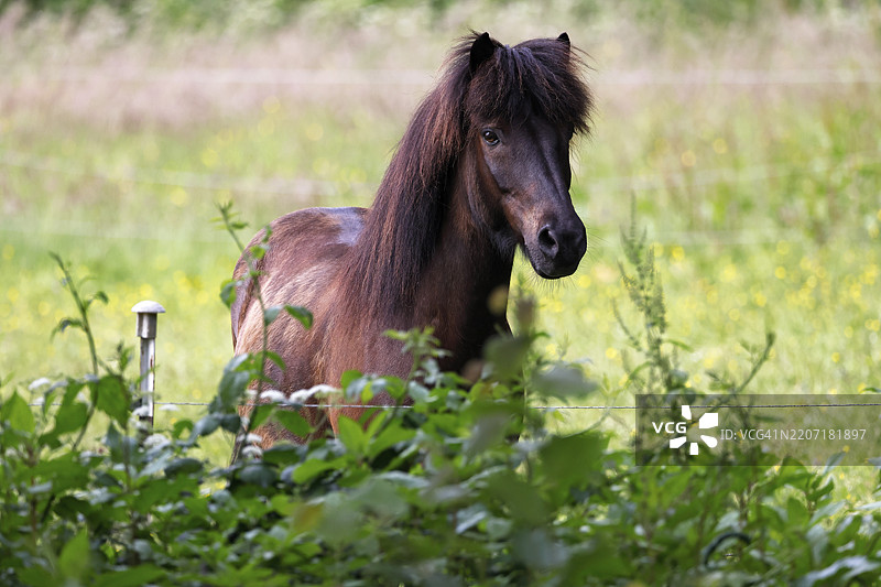 冰岛马（Equus islandicus），阉马好奇地望着牧场围栏，德国，施莱斯维希-霍尔斯坦，欧洲图片素材