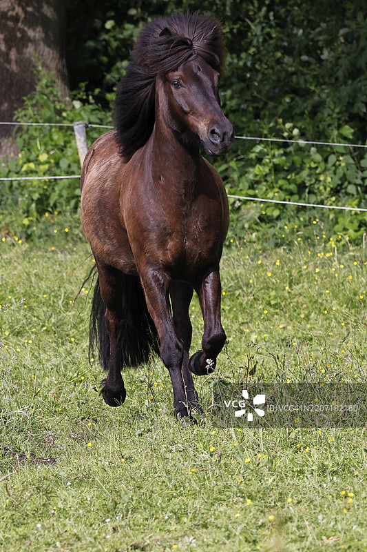 冰岛马（Equus islandicus），阉马在德国石勒苏益格-荷尔斯泰因的草地上奔跑图片素材